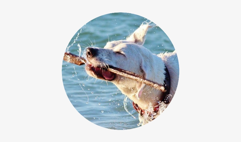 Brindle Waterproof Designer Memory Foam Pet Bed - Bark Collar Casfuy Upgrade 7 Sensitivity Rechargeable, transparent png download