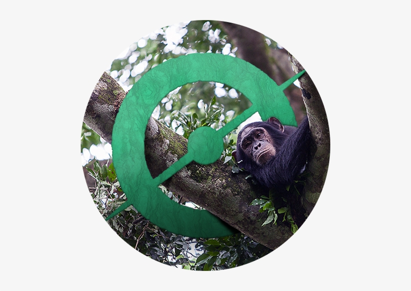 Chimp Clips Identified By Their Volunteers Over The - Two-toed Sloth, transparent png download