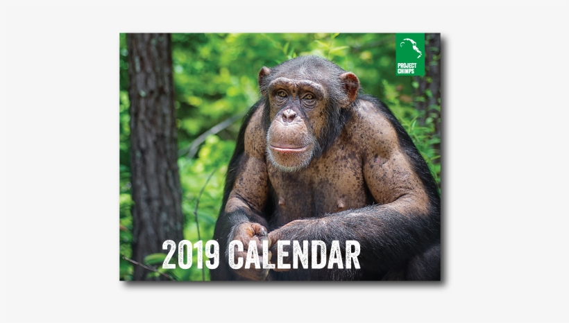 Project Chimps 2019 Calendar - Common Chimpanzee, transparent png download