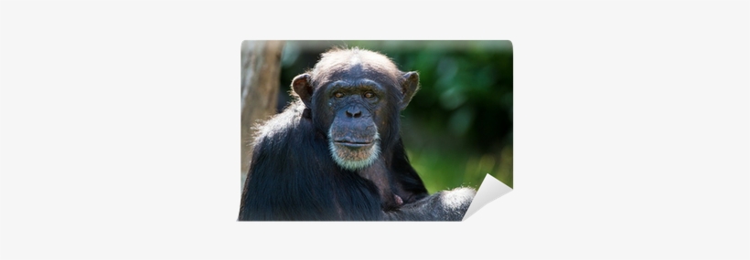 Human, transparent png download