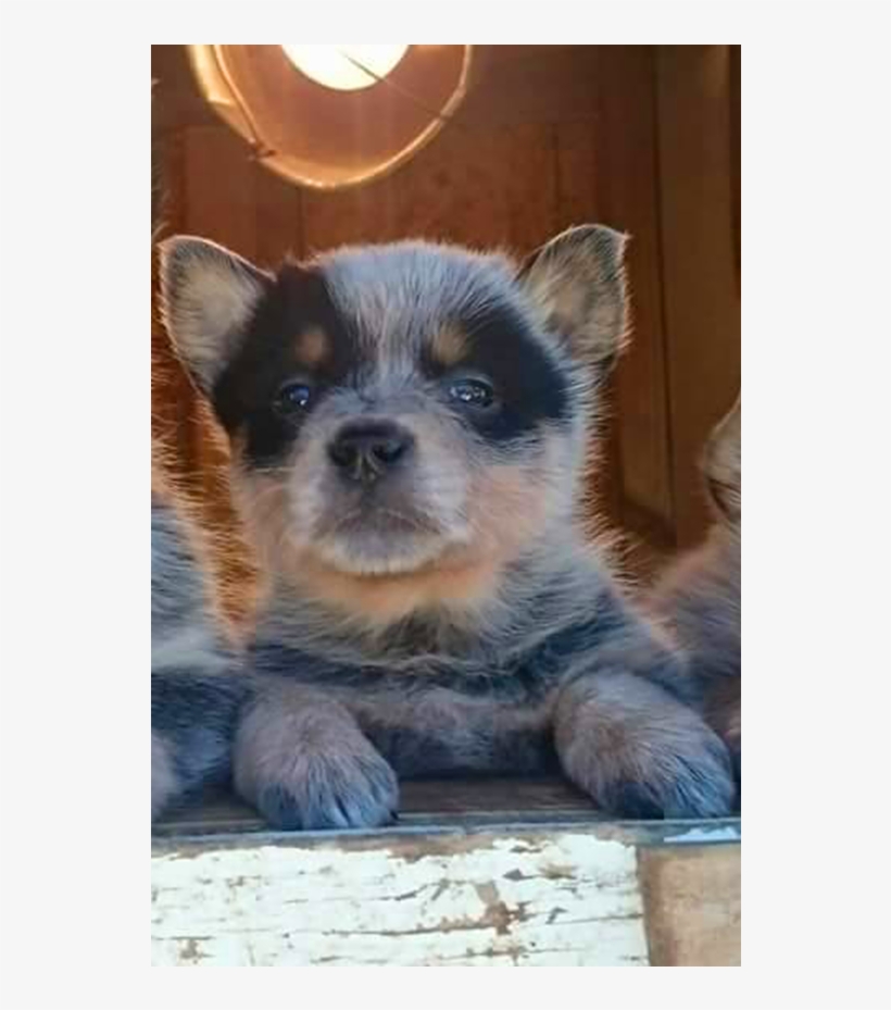 Elektra - Australian Cattle Dog, transparent png download