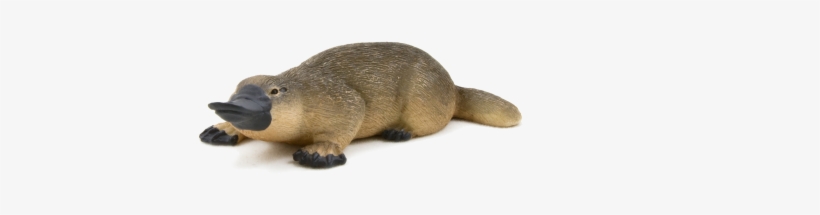 Duck Billed Platypus Png, transparent png download
