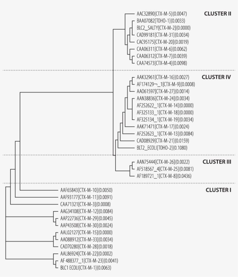 Phylogenetic Tree For Ctx M Enzymes (http - Document, transparent png download