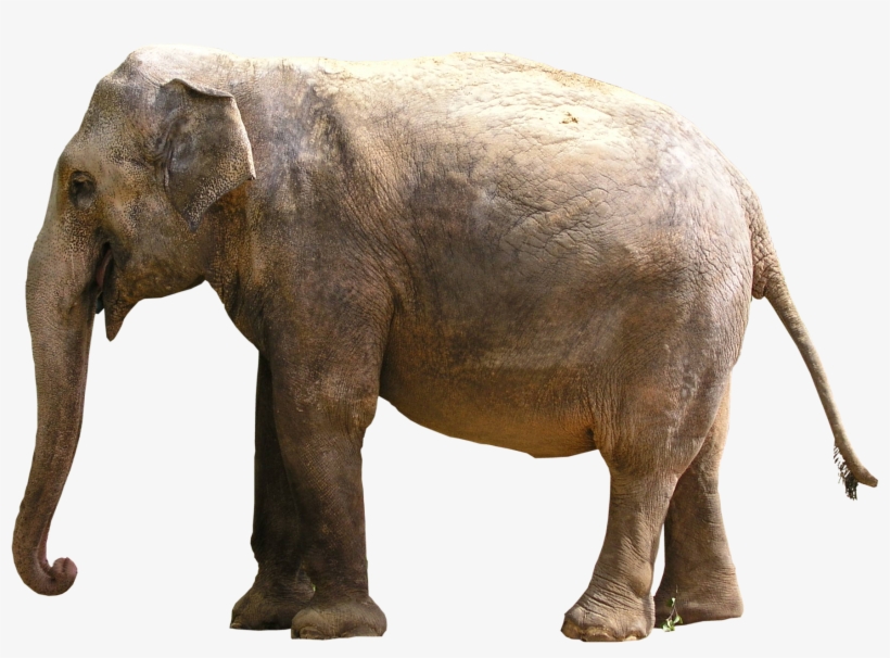 Gray Elephant Standing Png Image, transparent png download