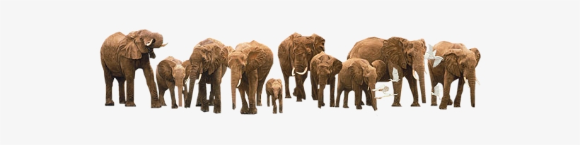 Elephants - Simon Combes - Heavy Drinkers Giclee On Canvas, transparent png download