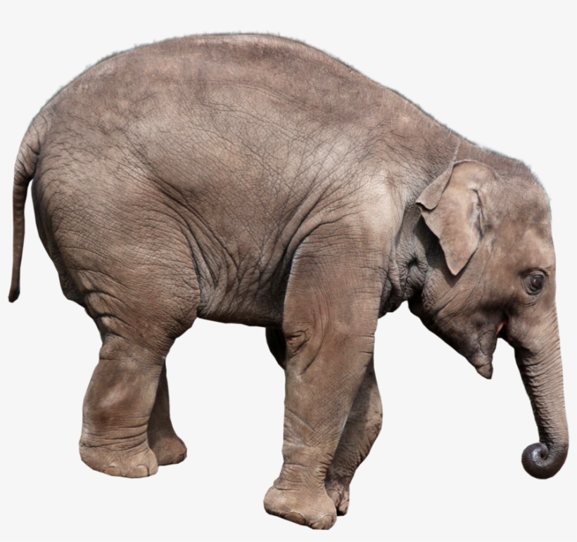 Download - Elephant Playing Png, transparent png download