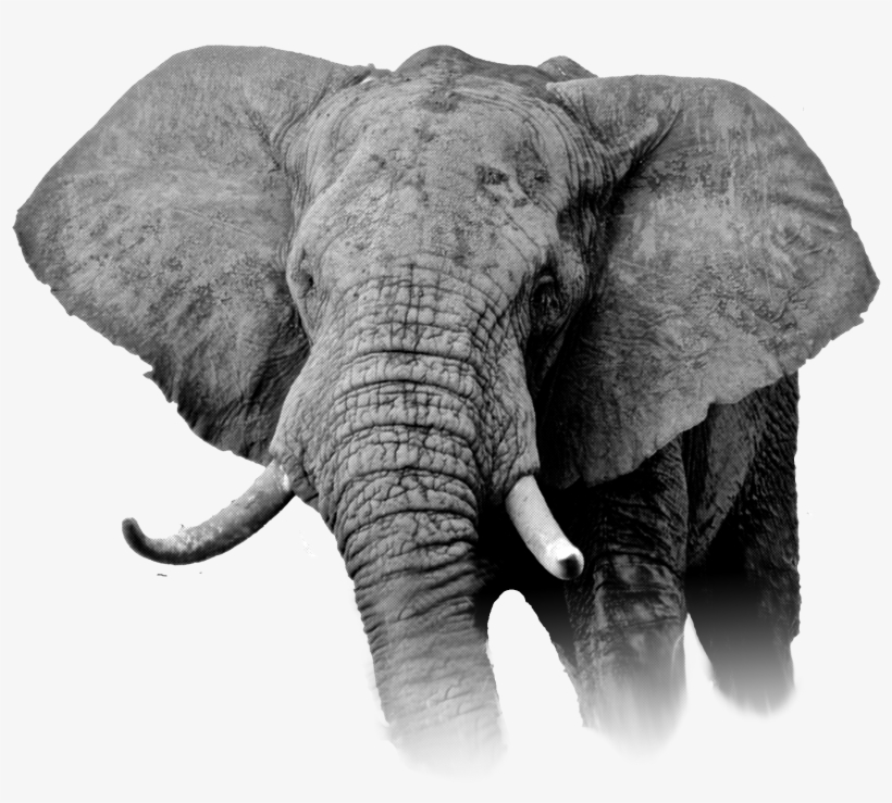 Gmfer 2016 Marching Banners In A Zip File Kush Transparent Png