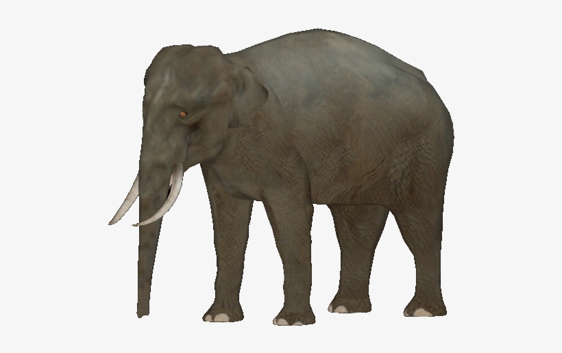 Bornean Pygmy Elephant - Borneo Pygmy Elephant Png, transparent png download