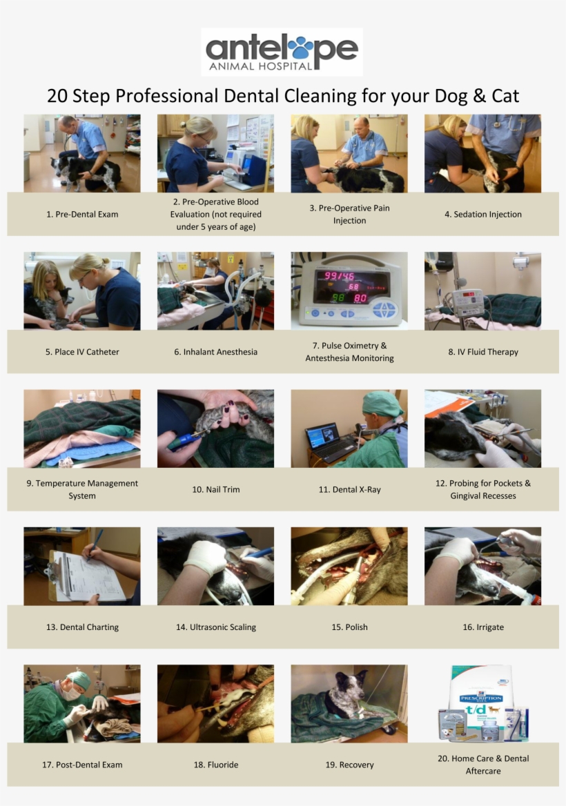 20 Step Dental Handout - Web Page, transparent png download