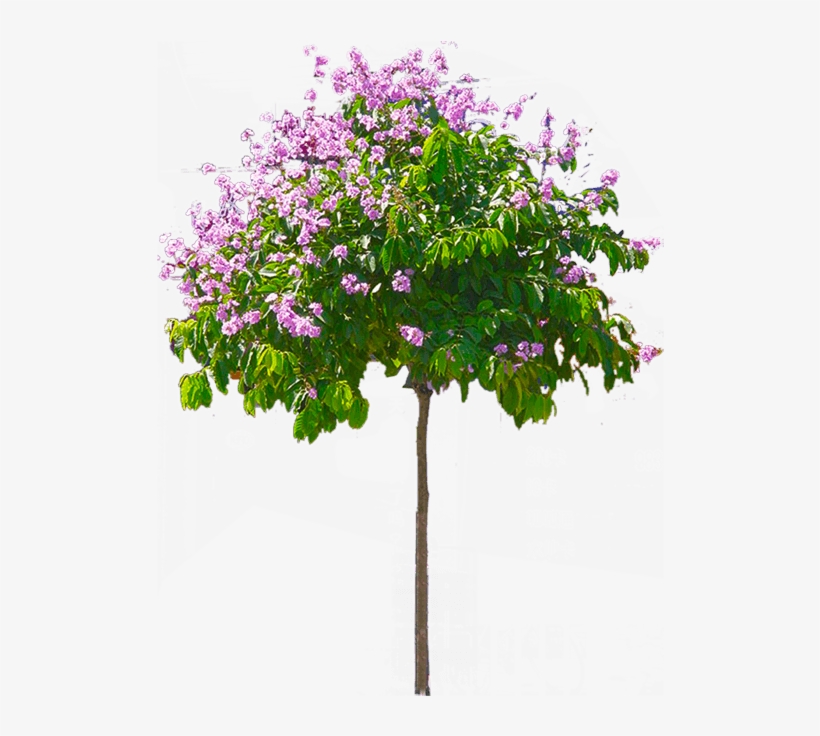 Palm Tree Png, Palm Trees, Tree Images, Flyers, Banners, - Tree Png, transparent png download