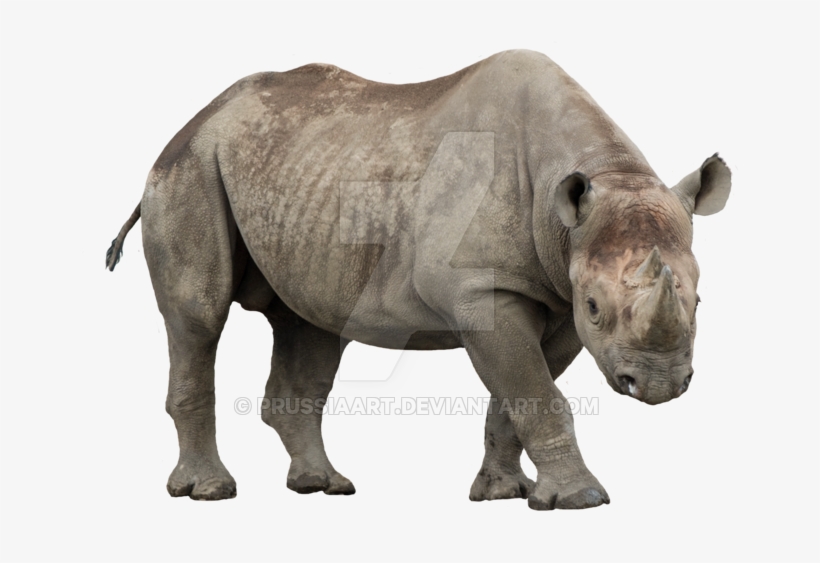 Rhino Png Image - Rhino With No Background, transparent png download