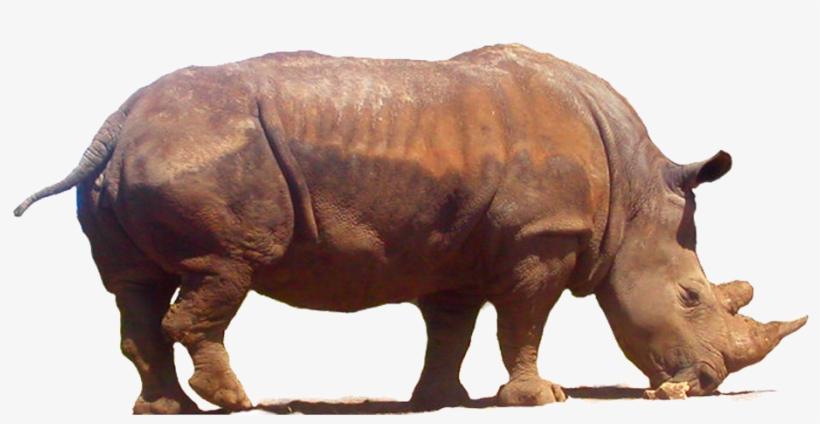 Rhinoceros Png Clipart - Clip Art, transparent png download