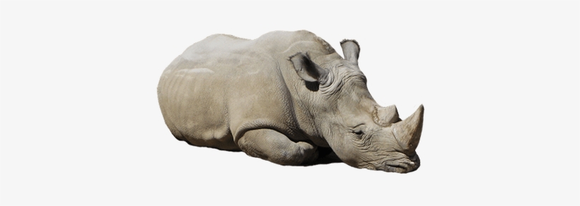 Rhinoceros Transparent, transparent png download