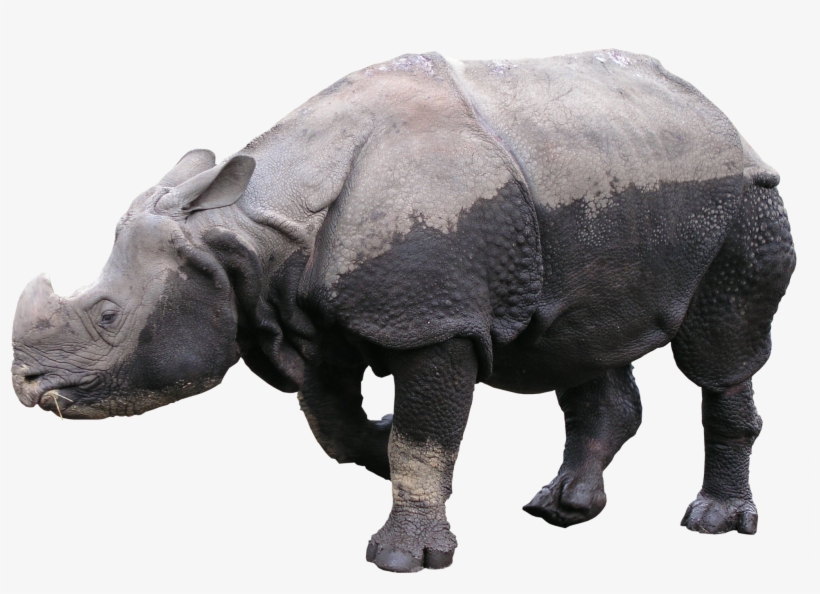 Rhinoceros Png - Portable Network Graphics, transparent png download