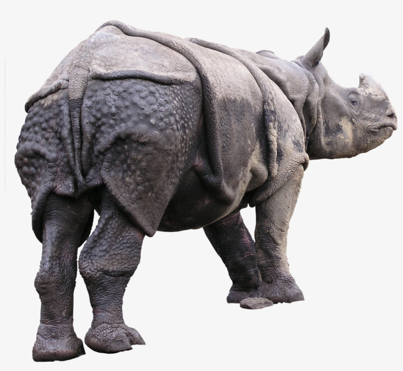 Rhinoceros Behind Png - Autodesk 3ds Max, transparent png download