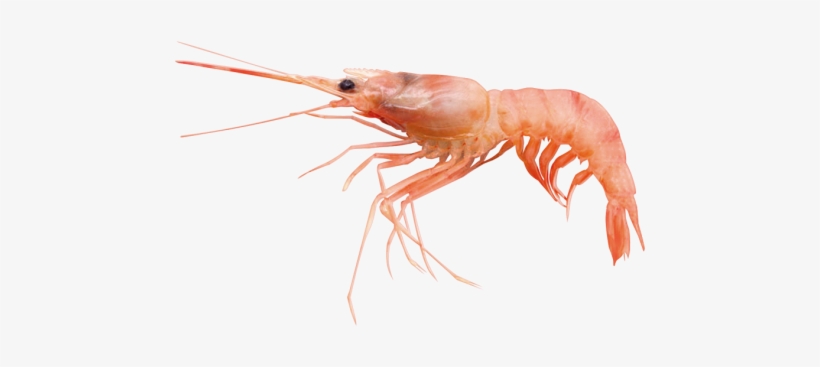 Prawn - Caridean Shrimp, transparent png download