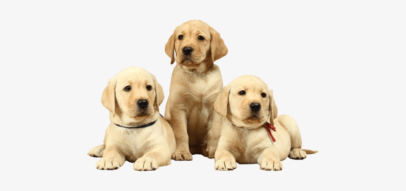 Labrador Png Photo - Natural Health And Nutrition For Dogs, transparent png download