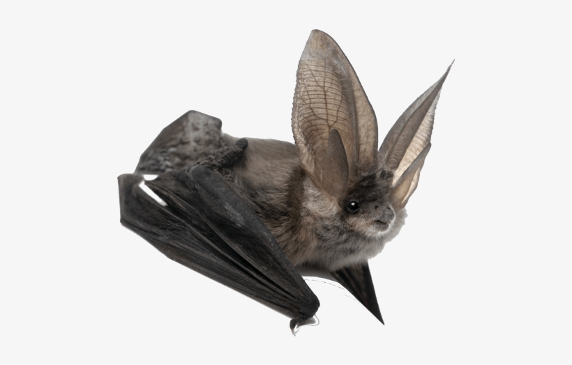 Bat Large Ears - Amazing Animals: Bats [book], transparent png download