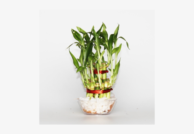 Golden Nursery Park -plants & Seeds | Landscaping, transparent png download