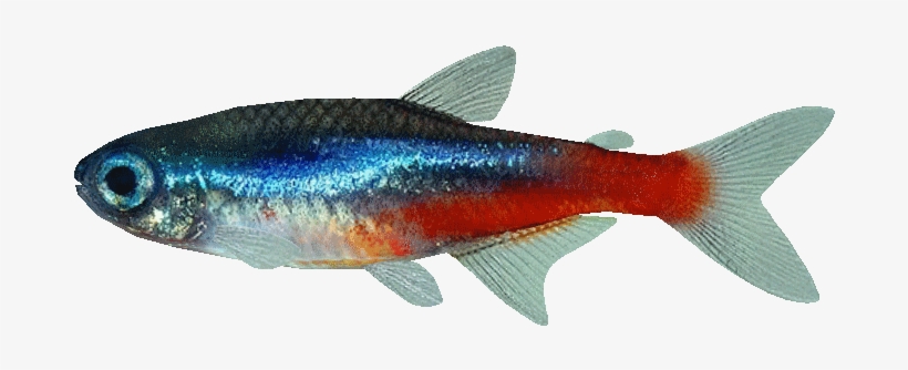 Neon Tetra - Paracheirodon Simulans Png, transparent png download