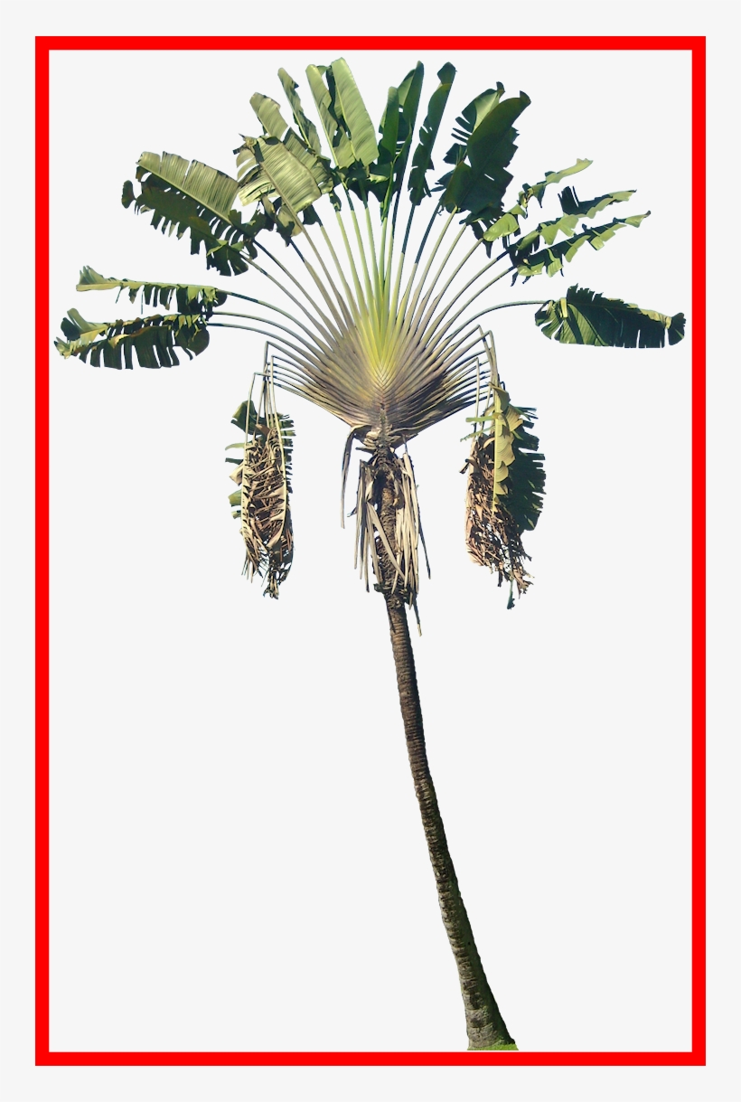Coconut Clipart Fresh - Ravenala Madagascariensis Paint, transparent png download