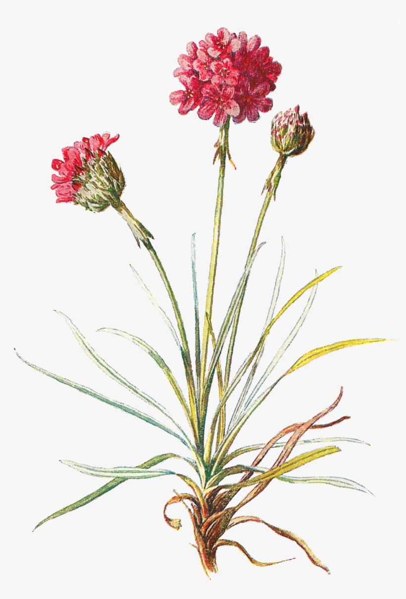 Clip Freeuse Antique Images Wildflower Stock Image - Wildflower Clipart, transparent png download