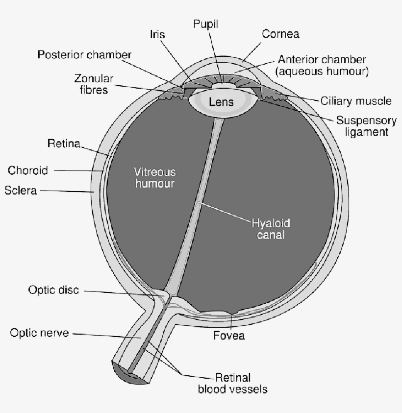Mb Image/png - Diagram Of The Eye, transparent png download