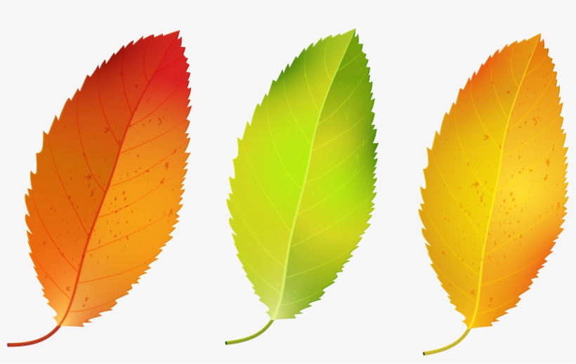 Three Fall Leaves Png Image Gallery Yopriceville - Fall Leaves Clipart, transparent png download