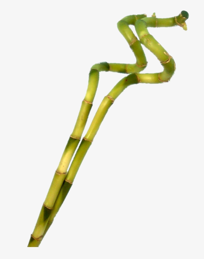 Bamboo Clothes Are Terrible For The Environment But - Bamboo Png F, transparent png download