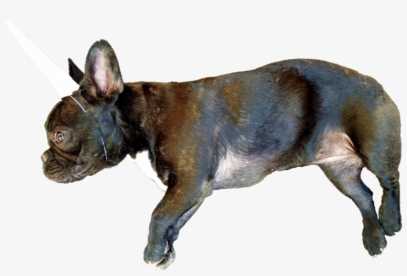Animalthis French Bulldog Puppy With A Unicorn Horn - Bull And Terrier, transparent png download