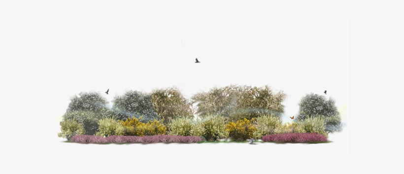 Multi-layered Shrub Edge With - Definition, transparent png download
