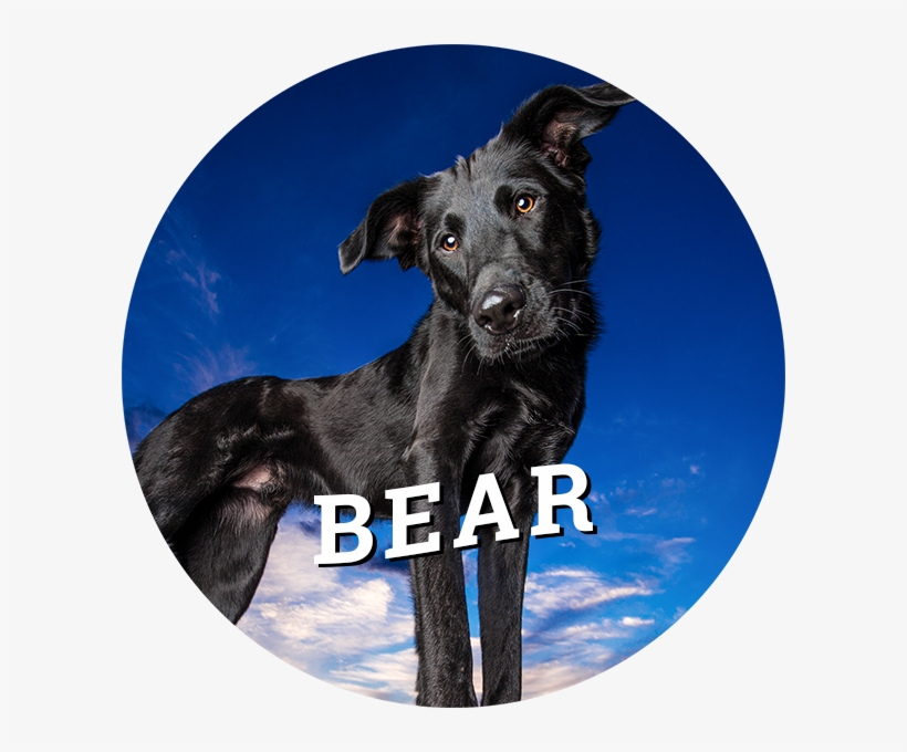 Home-bear, transparent png download