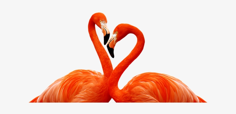 Flamingo, Bird, Love, Heart, Wildlife - Фламинго Обои На Телефон, transparent png download
