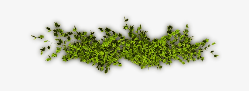 24 Mar 2009 - Vine, transparent png download