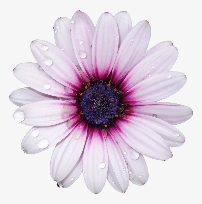 Download Freetoedit Png Flower With A Transparent Background Flowers