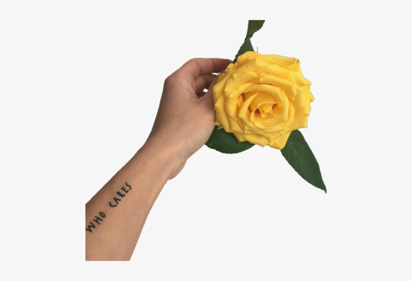 Yellow Rose In Hand Transparent PNG 480x480 Free Download on NicePNG