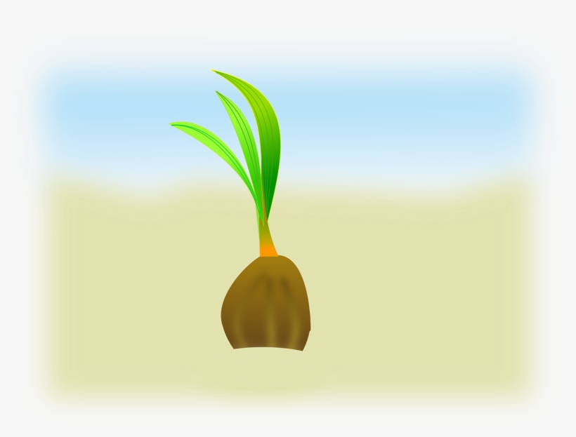 Coconut Sapling Seedling - การ เจริญ เติบโต มะพร้าว, transparent png download