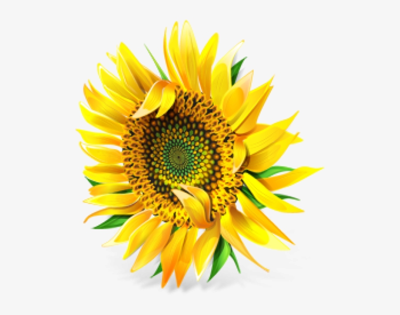 Sunflower Png Free Download - Different Types Of Cooking Oil, transparent png download