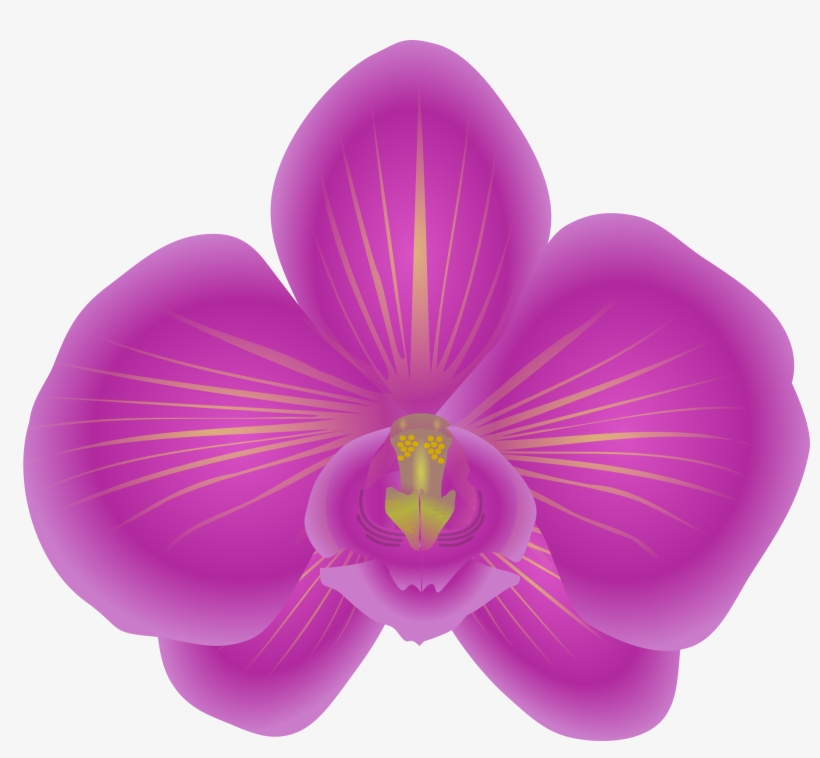 Free - Orchid Clip Art, transparent png download