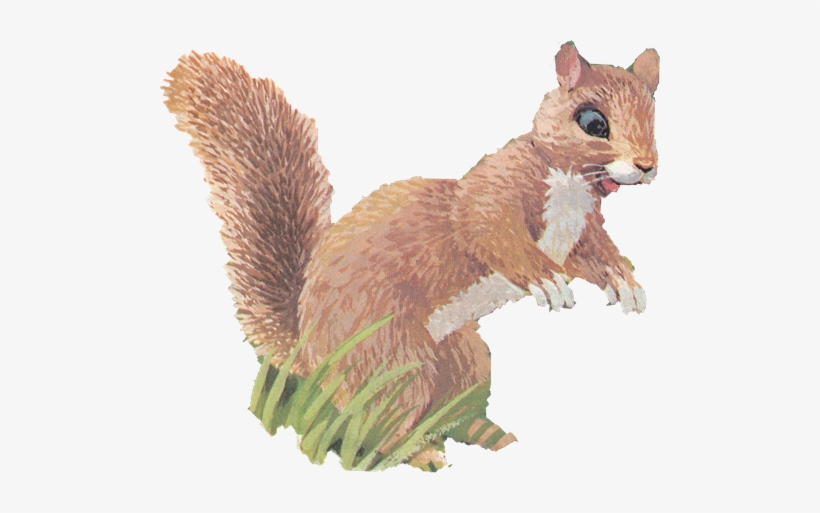 Needless To Say, Bird Feeders Have Gotten More Technologically - Eurasian Red Squirrel, transparent png download