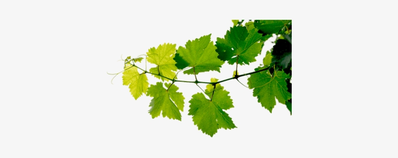 Grapevine Leaves - Leaves Transparent Background Png, transparent png download