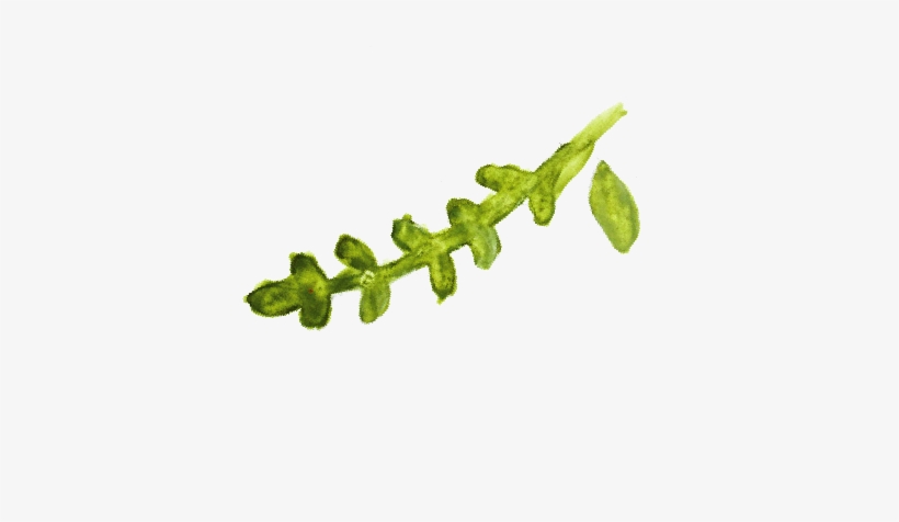My Process Included Sketching The Illustration Out - Sea Lettuce, transparent png download