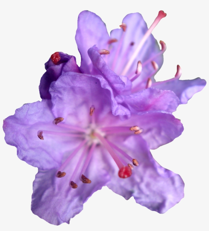 Free Icons Png - Rhododendron Flower Png, transparent png download