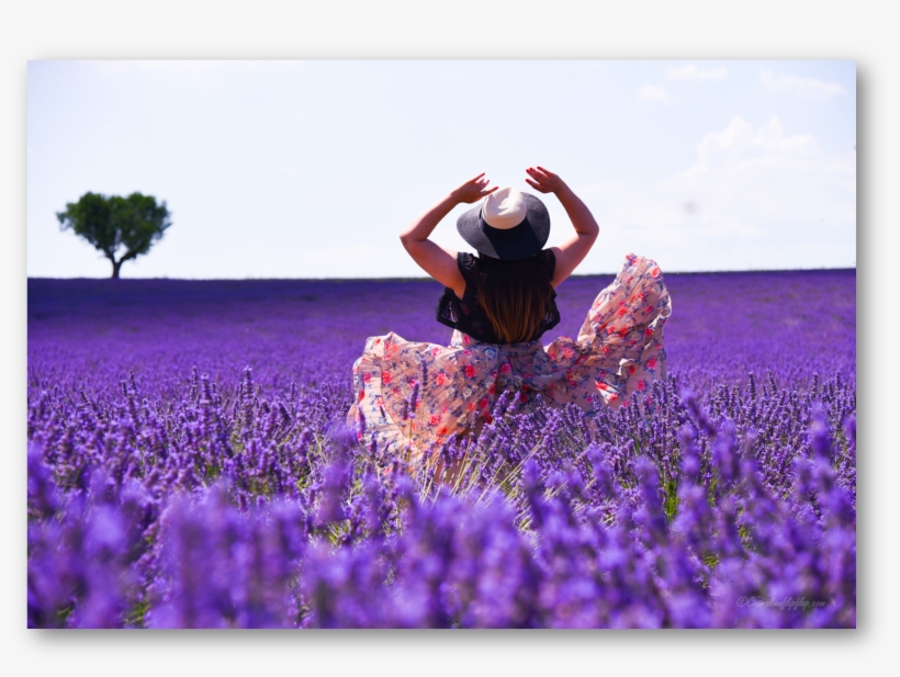Twirling Away In Ocean Of Lavender In Provence - Provence, transparent png download