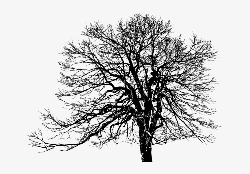 Tree, Ecological, Green, Plant, Silhouette, Weathered - Transparent White Silhouette Tree, transparent png download