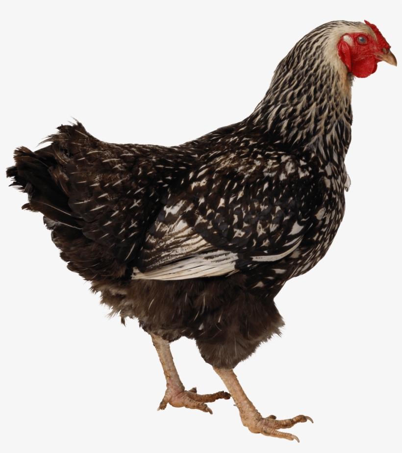 Black Walking Chicken Png Image - If Your Cat Tastes Like Chicken, transparent png download