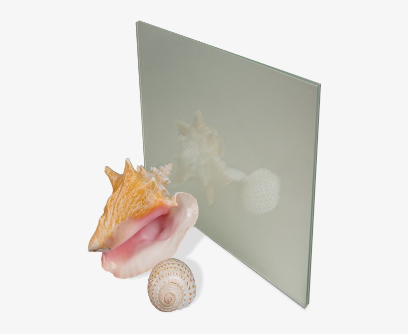 Mouseover The Image To See The Reverse Side - Conch, transparent png download