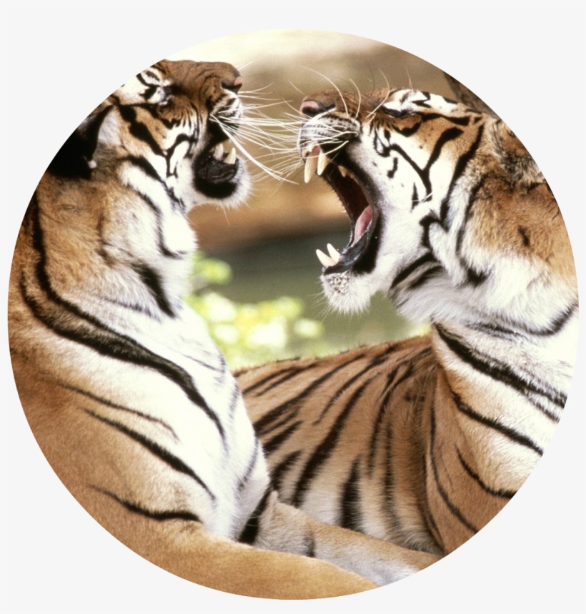 Two Tigers 4k Wallpaper - Howl Tights Bag Handbag Purse Tote Shopper, transparent png download