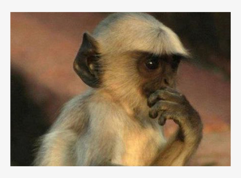 Ver Ciencia 2013 O Que Os Animais Estão Pensando Formato - Mono Pensando, transparent png download