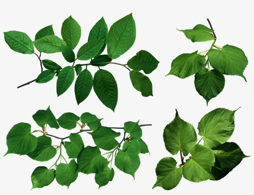 The Gallery For > Ivy Vine - Ветка С Листьями Клипарт, transparent png download